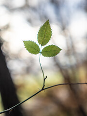green leaf in the forest