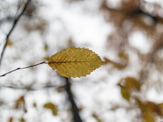 Autumn leaf in the forest