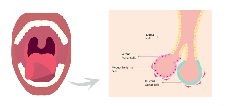 Salivary glands cells. Men lateral view with the three salivary glands and gland cells