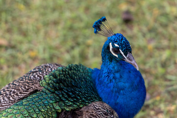 Obraz premium Real Alcazar de Sevilla