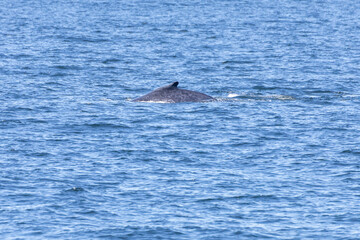 Humpback Whales in Vancouver