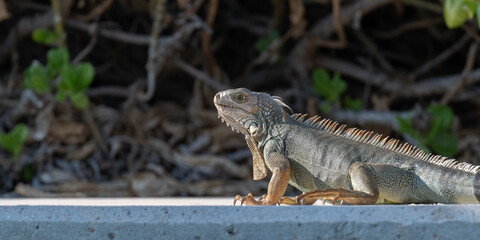 A Green Iguana (Iguana iguana), an invasive species in the Florida Keys, USA.
