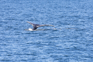 Fototapeta premium Humpback Whales in Vancouver