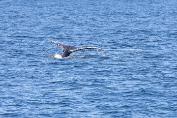 Humpback Whales in Vancouver