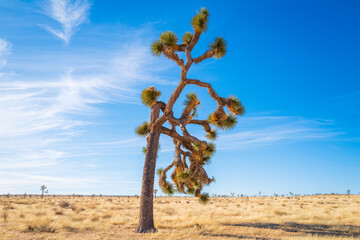 Fototapeta na wymiar Joshua Tree National Park Hiking Trail Landscape Series, twisted, bristled Joshua trees over arid desert meadow, Twentynine Palms, Southern California, USA