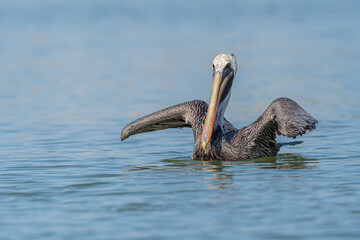 A Brown Pelican (Pelecanus occidentalis) swimming on the ocean surface extends its wings near the Florida Keys, USA.