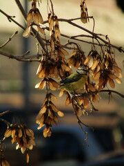 bird on a branch among autumn leaves on the tree, 