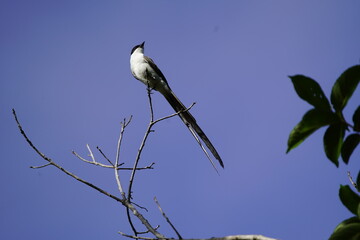 
The fork-tailed flycatcher (Tyrannus savana) is a passerine bird of the tyrant flycatcher family. 