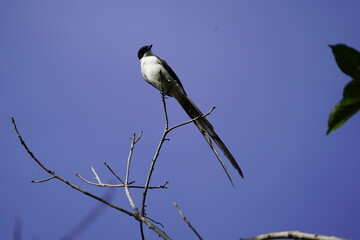
The fork-tailed flycatcher (Tyrannus savana) is a passerine bird of the tyrant flycatcher family. 
