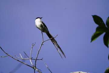 
The fork-tailed flycatcher (Tyrannus savana) is a passerine bird of the tyrant flycatcher family. 