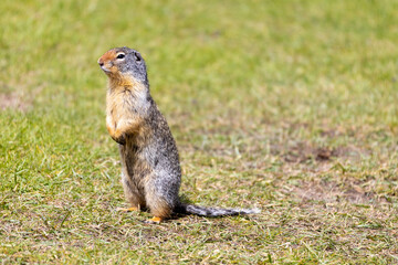 Ground Squirrels near Banff, Canada
