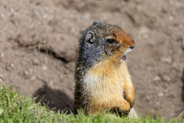 Ground Squirrels near Banff, Canada
