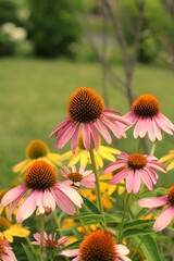 pink and yellow flowers