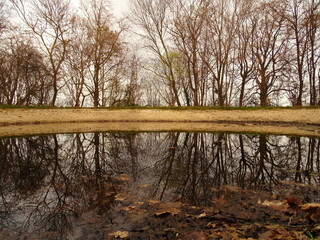 tree reflection in the water