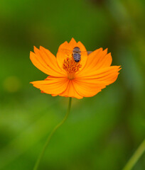 A flor do meu jardim