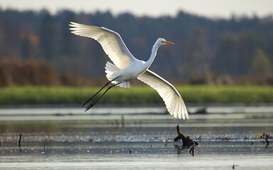 Great egret. Ardea alba. Great egret in the pond or white heron.  Birds on the lake, Flying bird .