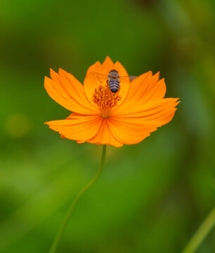 A flor do meu jardim