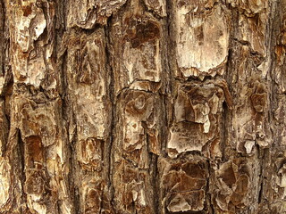 tree texture