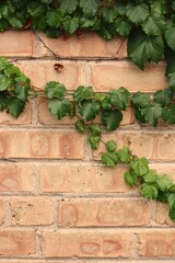 wall with green ivy leaves