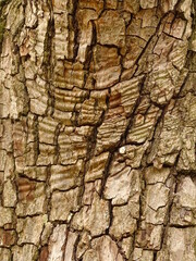 tree texture