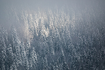 foggy forest. Winter nature background