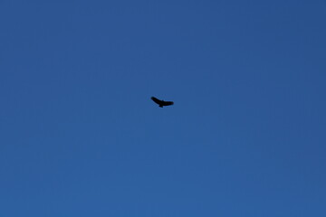 buzzard flying in a blue sky