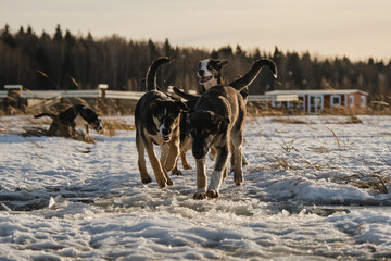 Alaskan husky puppies same litter walk through snow in field on frosty sunny winter day. Young dogs have fun and actively spend time in nature. Sled dog kennel outside. Front view. Run across puddle.