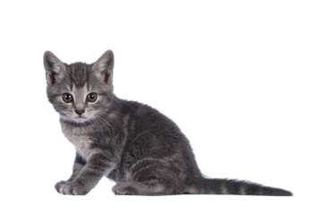 Cute grey farm cat kitten, sitting up side ways. looking towards camera. isolated on white background.