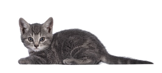 Cute grey farm cat kitten, laying down side ways. looking towards camera. isolated on white background.