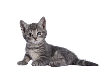 Cute grey farm cat kitten, sitting up facing front. Looking away from camera. isolated on white...