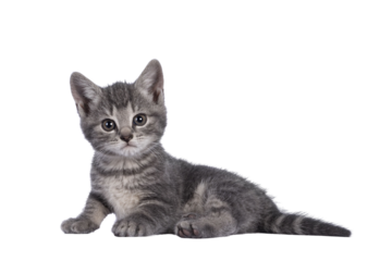 Cute grey farm cat kitten, sitting up facing front. Looking away from camera. isolated on white background.