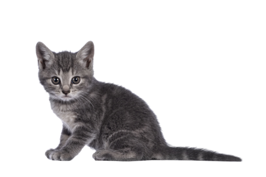 Cute grey farm cat kitten, sitting up side ways. looking towards camera. isolated on white background. - Powered by Adobe