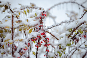 Colorful red berries and green leaves of berberis after the winter ice storm in Lviv