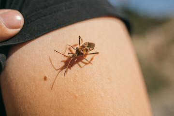 Close up of a brown bug