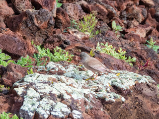 Trumpeter bullfinch on rock in fuerteventura