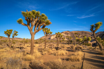 Joshua Tree National Park Hiking Trail Landscape Series, twisted, bristled Joshua trees over the field of boulders at Cap Rock Nature Trail, Twentynine Palms, Southern California, USA