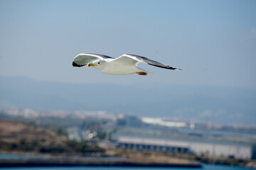 Möve über Barcelona