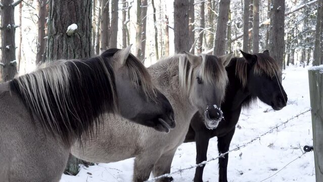 Wild horses in the winter forest (182)