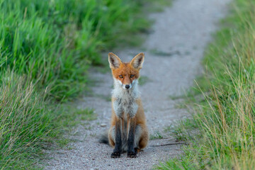 Red fox (vulpes vulpes) in summer nature. Wild predator  close-up.