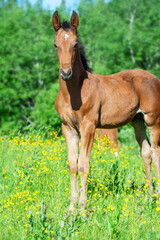 Naklejka na ściany i meble beautiful bay foal posing freely at pasture. sunny smmer day
