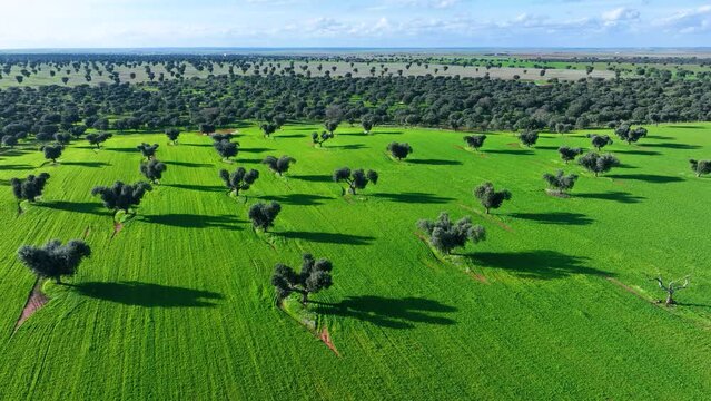 Holm oak meadow, Holm oak (Quercus ilex). Aerial view from a drone. Charro Field. Salamanca. Castile and Leon. Spain. Europe