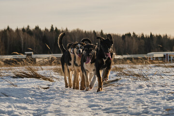 Alaskan husky puppies of same litter walk through snow in field on frosty sunny winter day. Young dogs have fun and actively spend time in nature. Sled dog kennel outside. Front view.