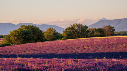 Fototapeta na wymiar Lavender field in Valensole in Provence at the end of the day