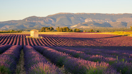 Traditional cottage in a lavender field in Valensole, Provence