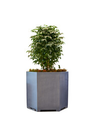 Isolated green plant in a pot for indoor decoration. Design component, png.  Tropical plant and flower.