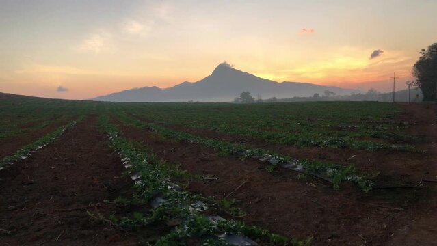 4k, Watermelon farming area in the south of Thailand, Watermelon farm, Watermelon field in sunray, Sun beam, Sun flar
