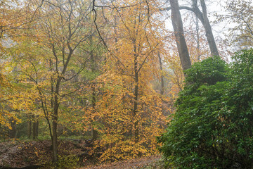 Autumn's Golden Path: A Walk Through the Forest of Changing Colors