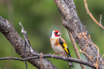 The European goldfinch or simply the goldfinch, Carduelis carduelis, sits on a branch in spring on green background. The European goldfinch in wildlife.