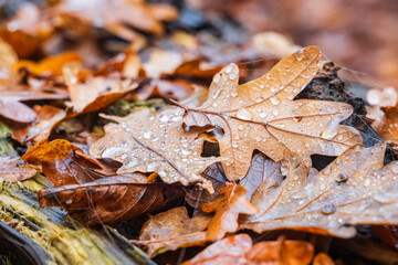 Autumn leaves on the ground with raindrops