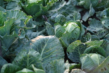 Young cabbage grows on a plot of land on a farm in a vegetable garden. Growing cabbage at home. Environmentally friendly product for a healthy diet